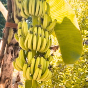 Dozen Bananas